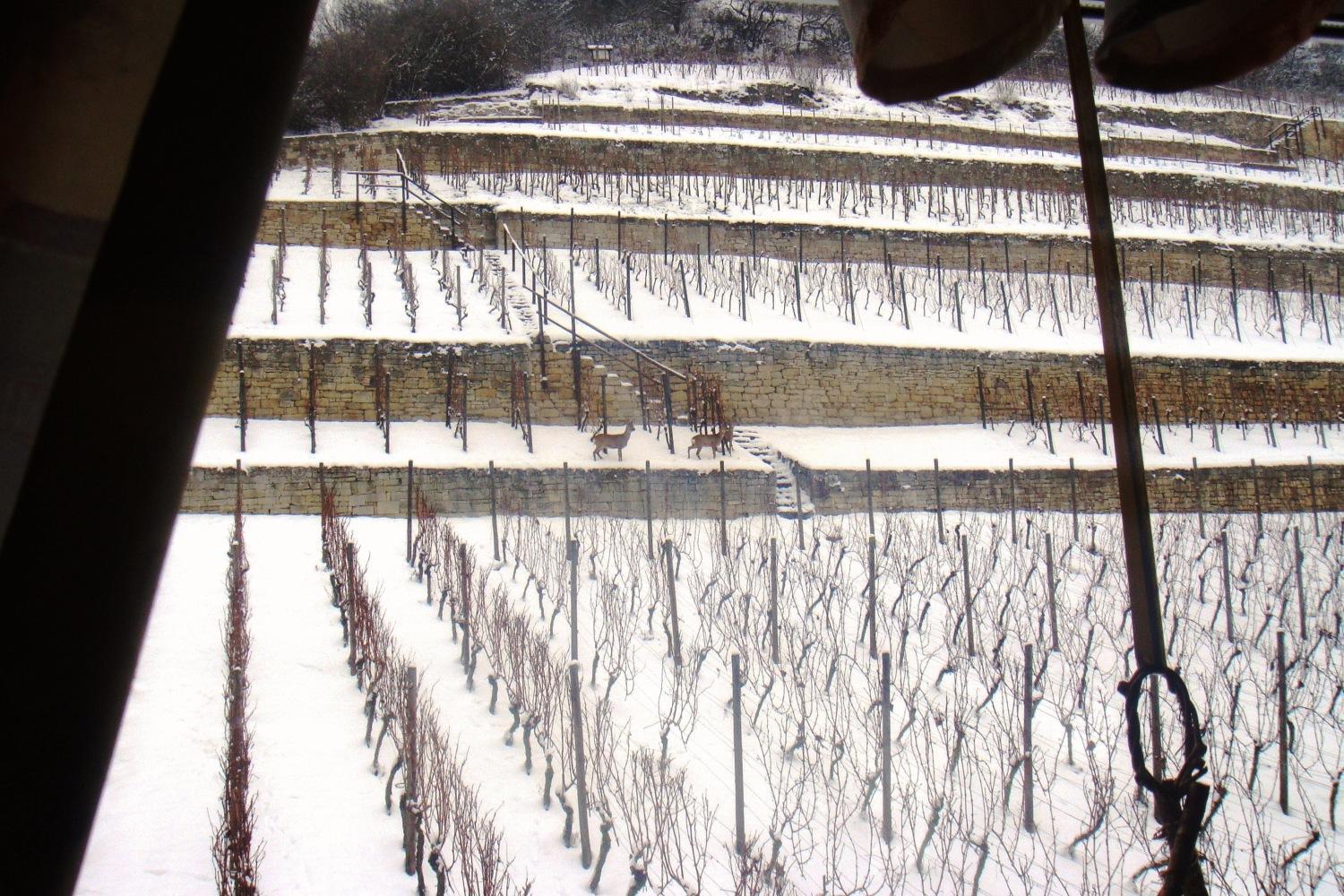 Landhotel Weingut Schulze فرايبورغ المظهر الخارجي الصورة